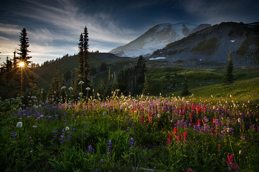 Spring time at Mt. Rainier Washington Photograph by Larry Marshall