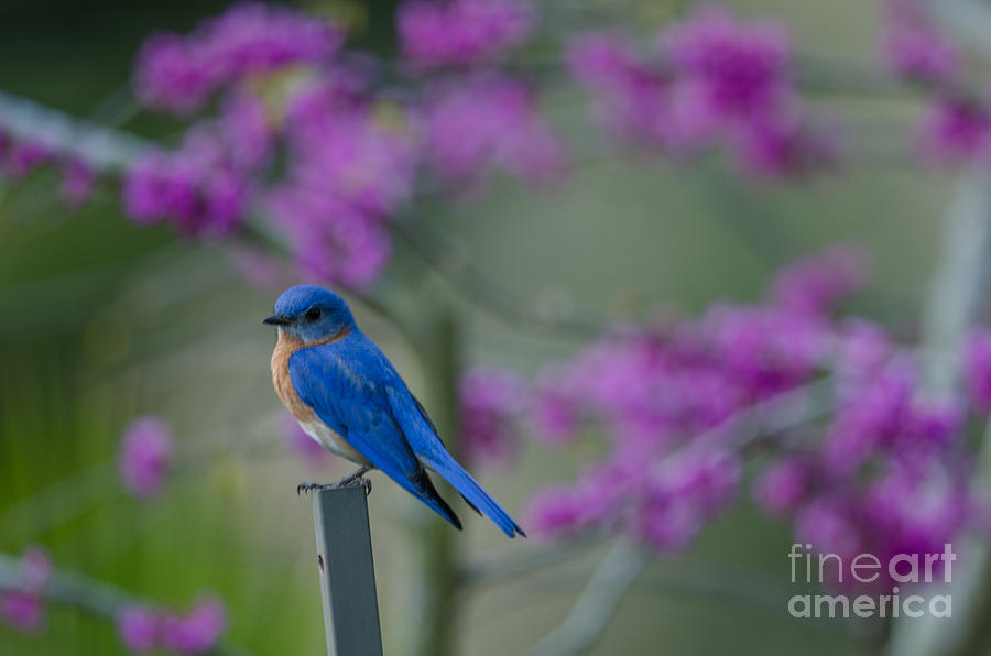 Spring Time Blue Bird Photograph by Dale Powell
