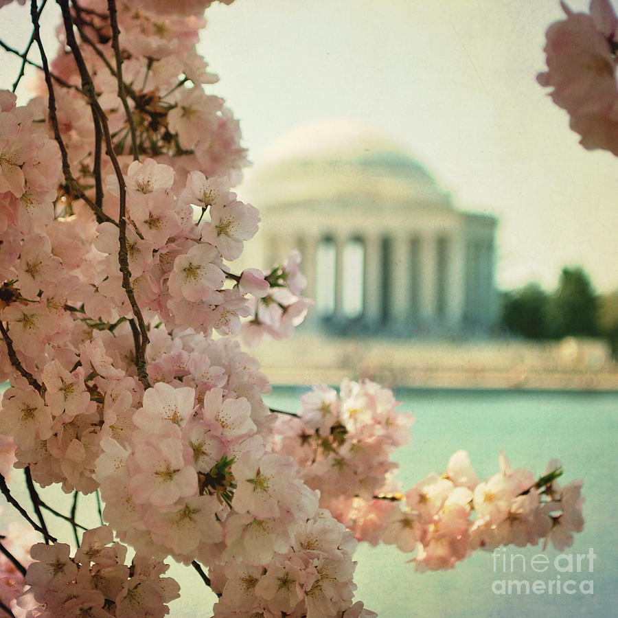 Washington D.c. Photograph - Spring Time in DC by Sharon Kalstek-Coty
