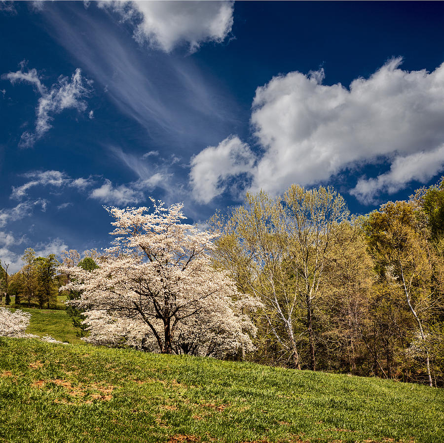 Spring Time in Kentucky Photograph by Wendell Thompson