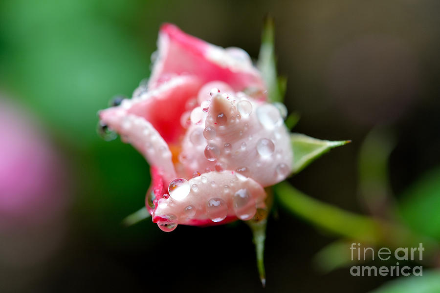 Spring Time Rain 2 Photograph by Terry Elniski