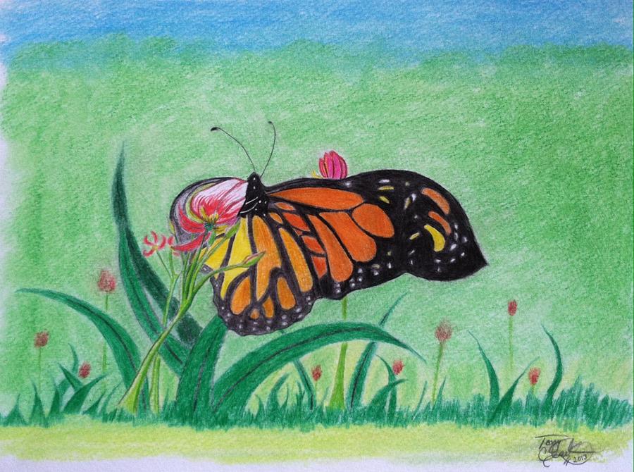 Butterfly Drawing - Spring by Tony Clark
