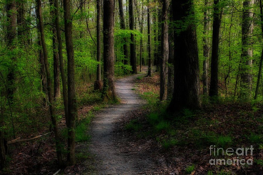 Nature Photograph - Spring Trail by Larry Braun