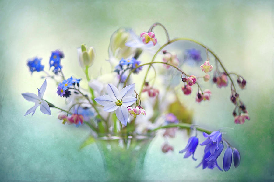 Spring Photograph - Spring Treasures by Jacky Parker