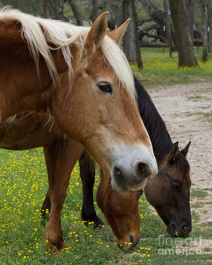 Horse Photograph - Spring Treats by TN Fairey