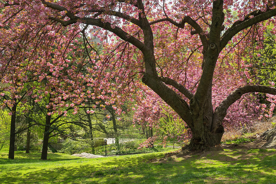 Spring Tree Blooms In Central Park Photograph by Steve Lewis Stock