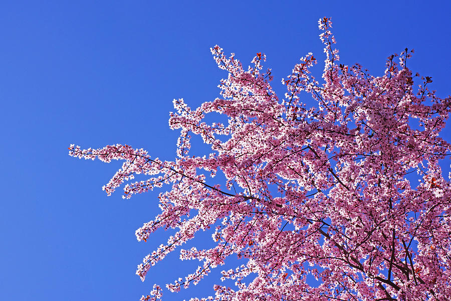 Spring Photograph - Spring Tree Blossoms Art Blue Sky by Patti Baslee