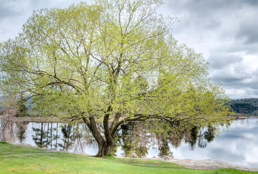 Spring Tree - Pinheys Point. Ontario Photograph by Rob Huntley