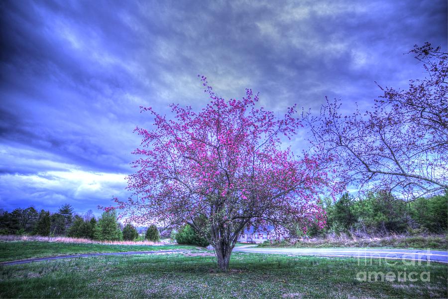 Spring Tree Photograph by Robert Loe