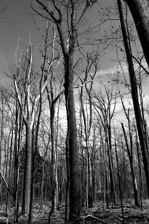 Spring Trees Black and White Photograph by Mary Bedy