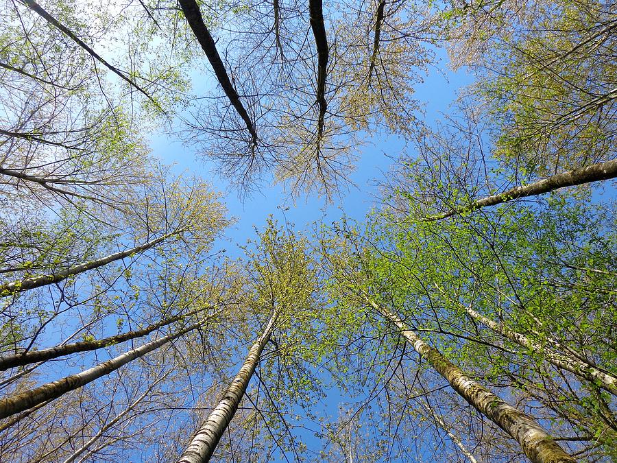 Vertical Sky View Through Spring Trees Photograph
