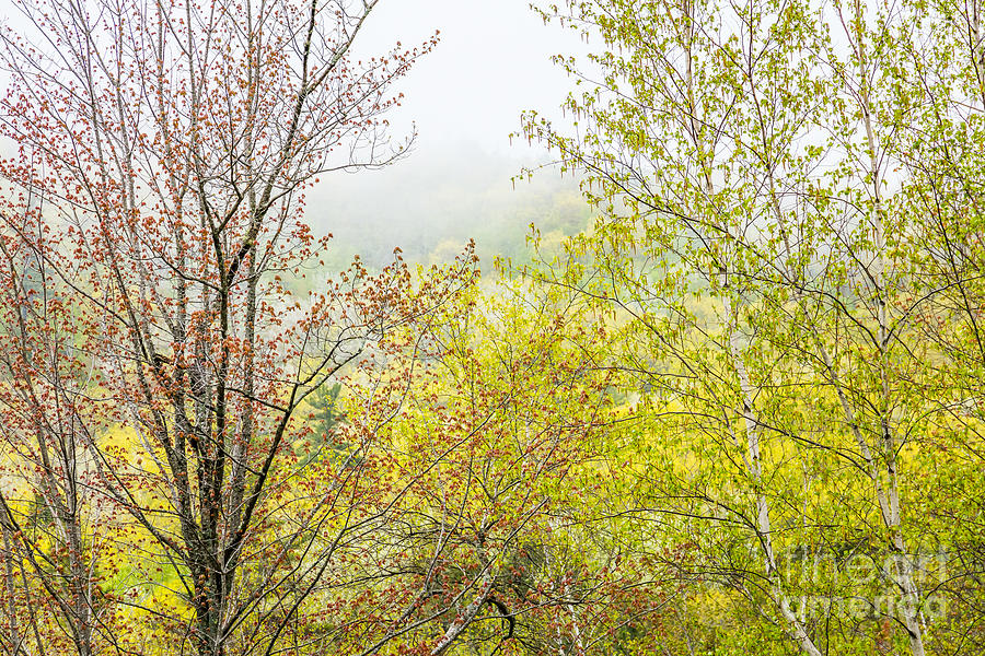 Spring Trees in Acadia Photograph by Susan Cole Kelly
