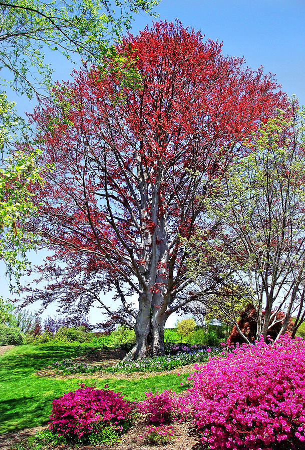 Spring Trees in the Biltmore Garden Photograph by Duane McCullough