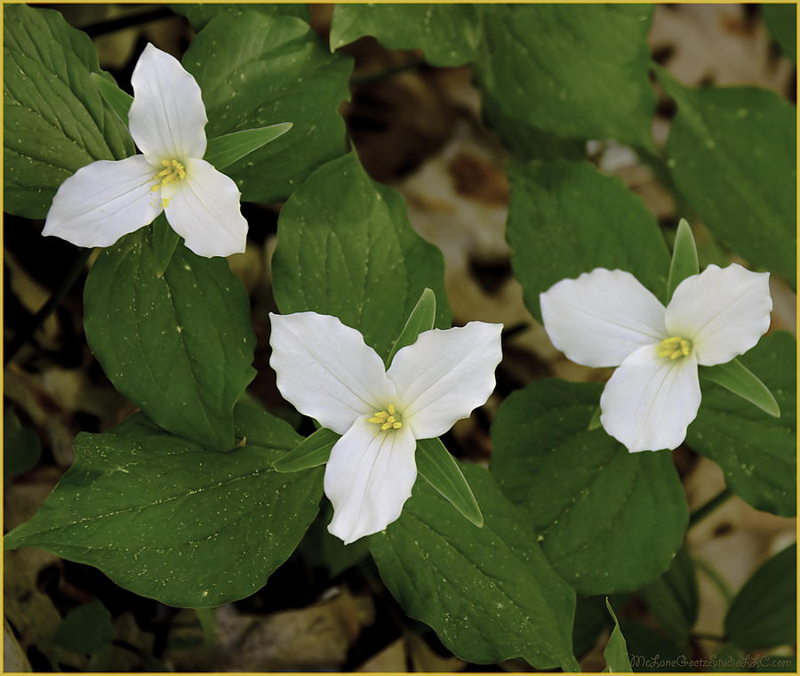 Spring Trillium Trio Photograph by LeeAnn McLaneGoetz ...