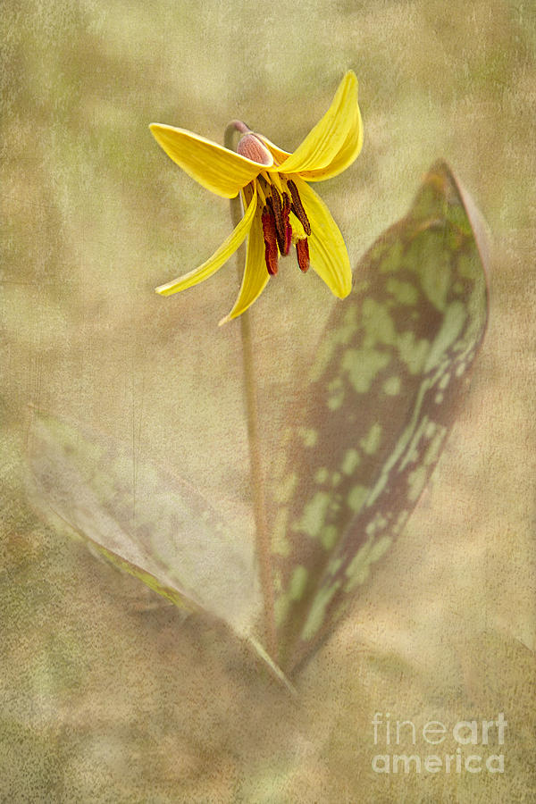 Spring Trout Lily Photograph by Marilyn Cornwell