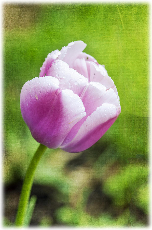 Spring Tulip Photograph by Cathy Kovarik