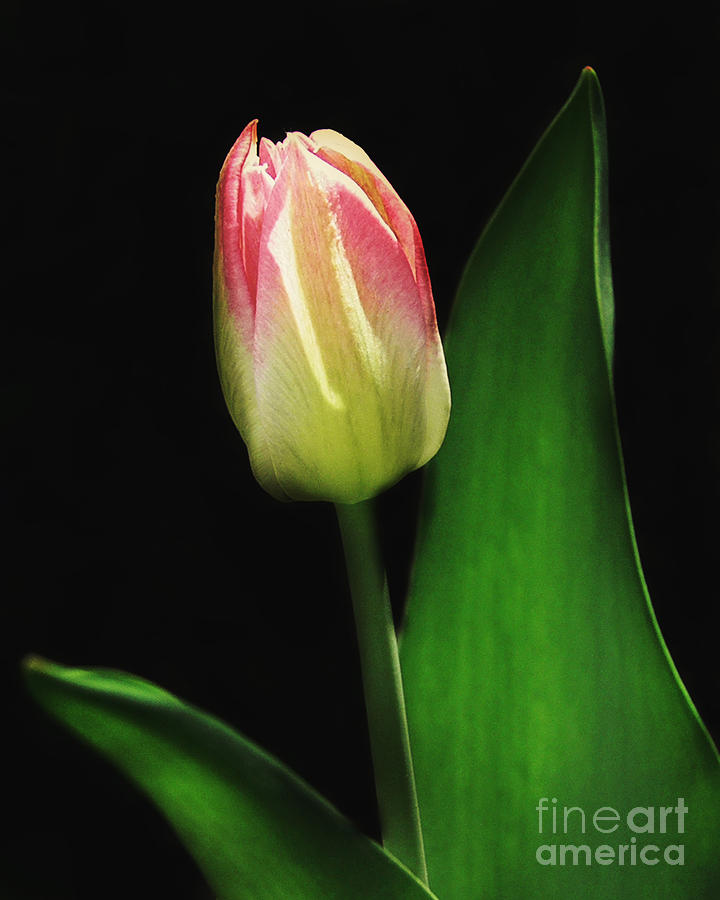 Spring Photograph - Spring Tulip by Emily Kelley