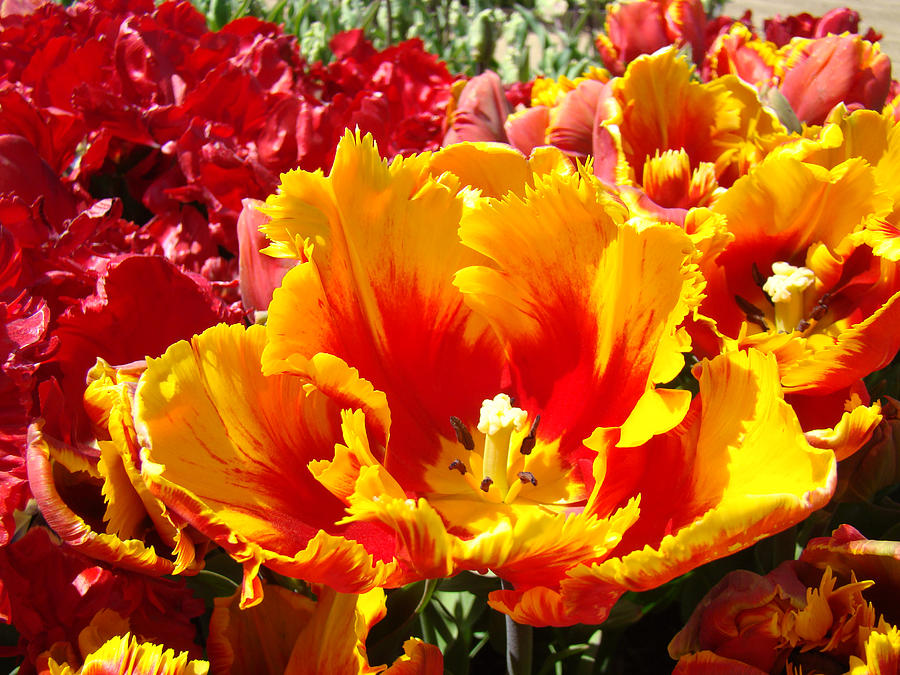 Spring Tulip Flowers art prints Yellow Red Tulip Photograph by Patti ...