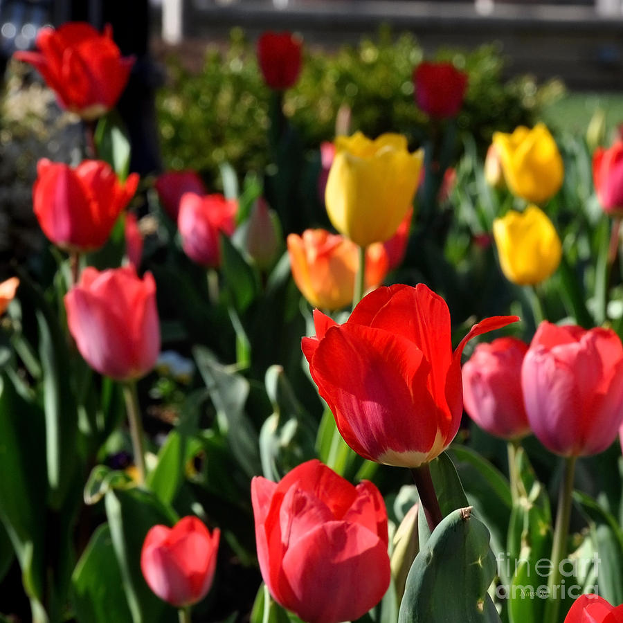 Nature Photograph - Spring Tulip Garden by Nava Thompson
