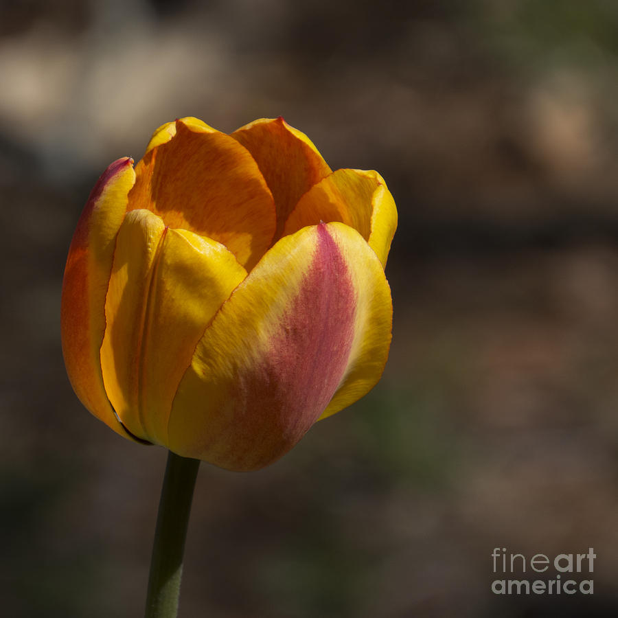 Spring Tulip II Photograph by Lili Feinstein