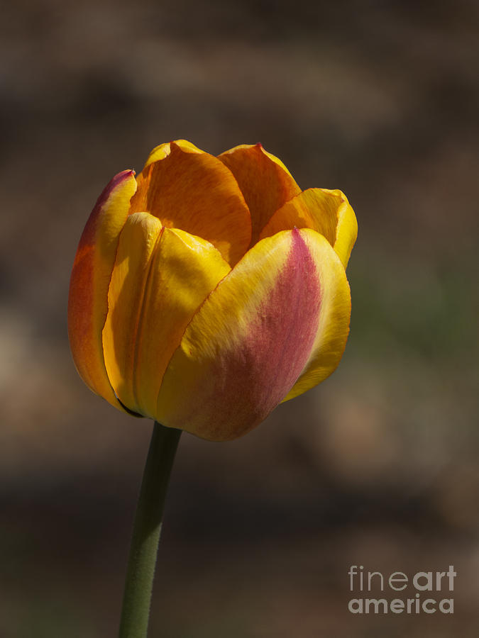 Spring Tulip III Photograph by Lili Feinstein