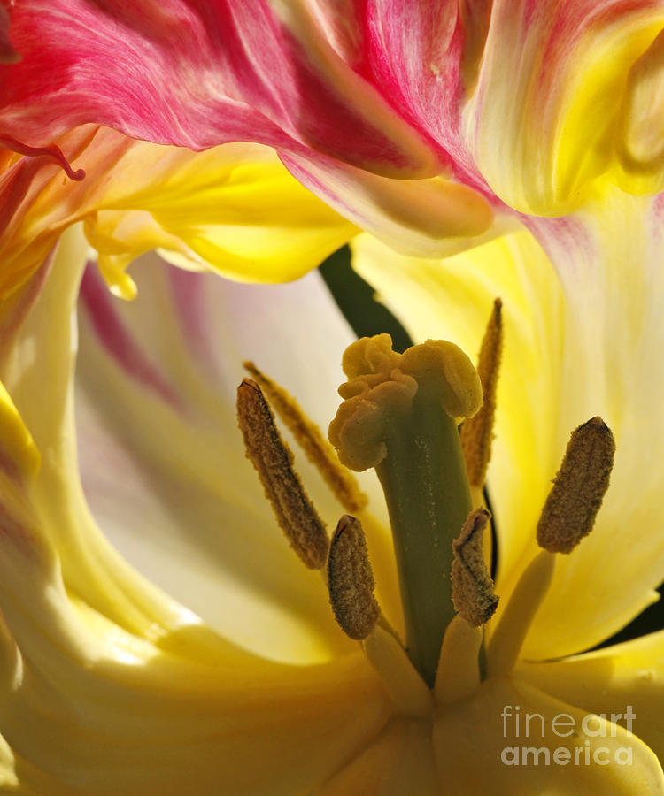 Spring Tulip Photograph by Inge Riis McDonald