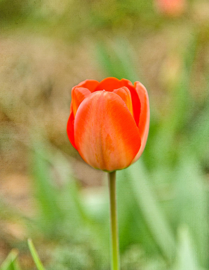 Spring tulip Photograph by Kelley Nelson