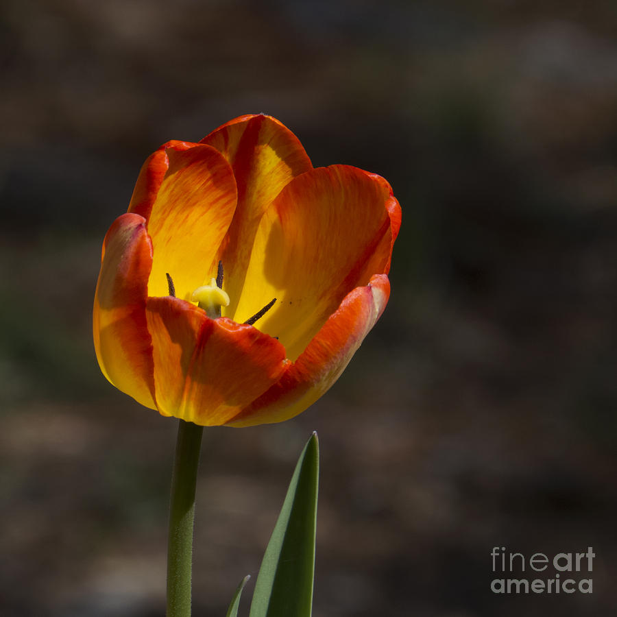Spring Tulip Photograph by Lili Feinstein