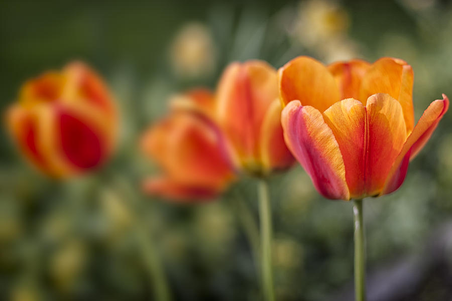 Abstract Photograph - Spring Tulips by Adam Romanowicz