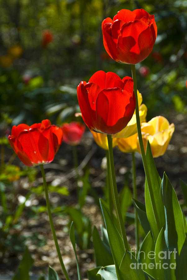 Spring Tulips Photograph by Anthony Sacco