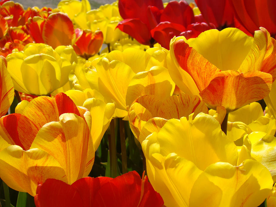 Tulip Photograph - SPRING TULIPS art prints Yellow Red Tulip Flowers by Patti Baslee
