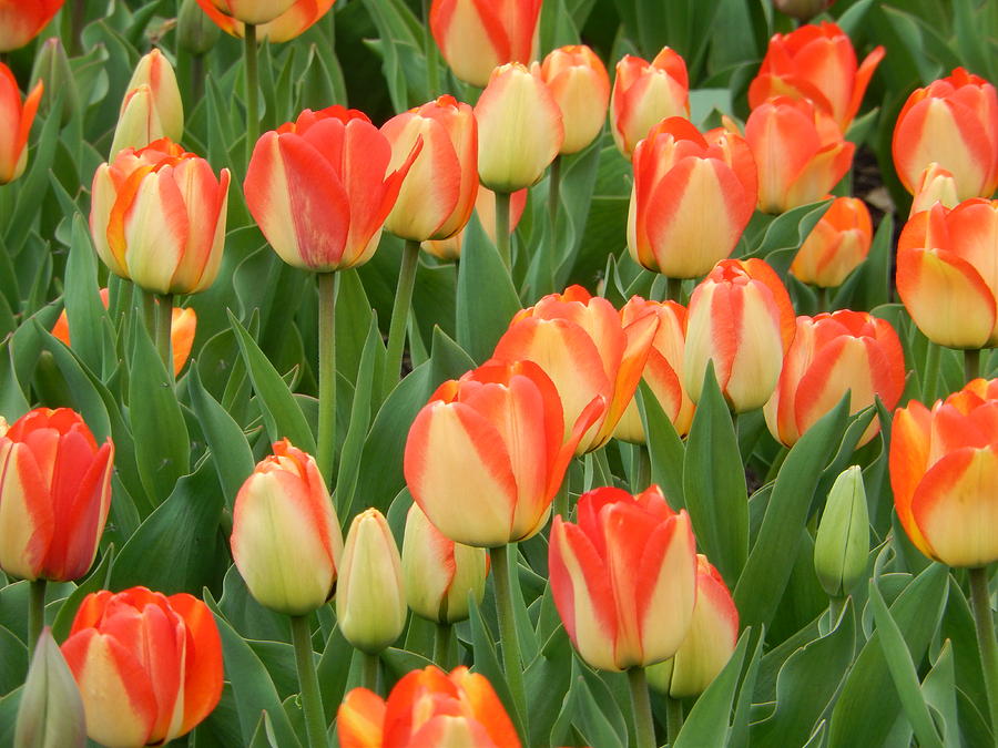 Spring Tulips Photograph by Betty-Anne McDonald