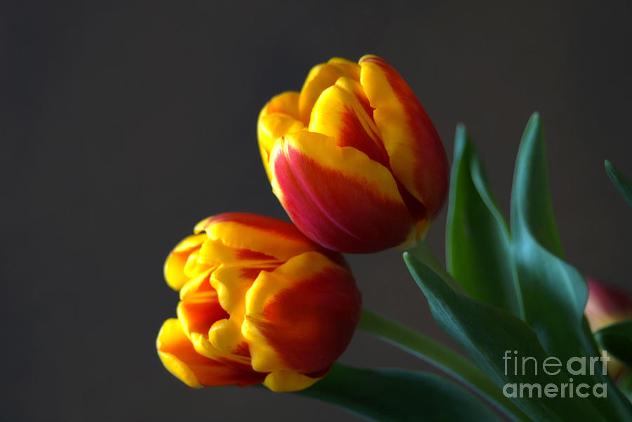 Spring Photograph - Spring Tulips by Colleen Drew