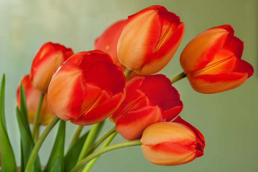 Spring Tulips Photograph by Courtney Webster