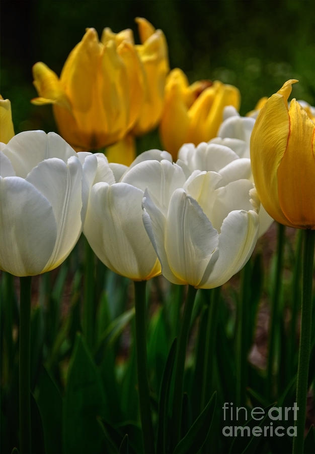 Spring Tulips Photograph by Debra Fedchin