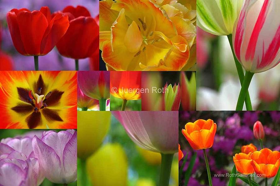 Tulip Photograph - Spring Tulips Entertainment by Juergen Roth