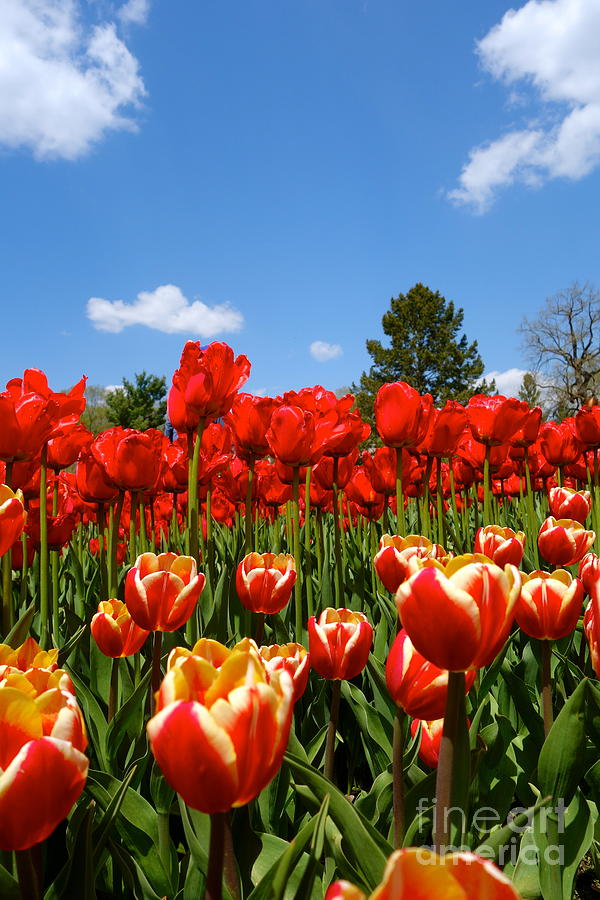 Spring Tulips Photograph by Jacqueline Athmann