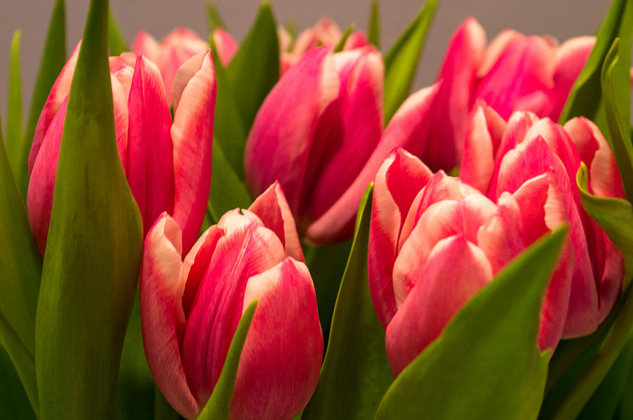 Spring Tulips Photograph by James  Meyer