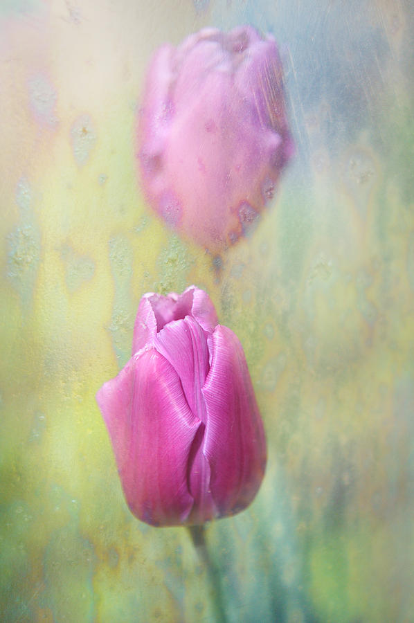 Spring Tulips Photograph by Jenny Rainbow