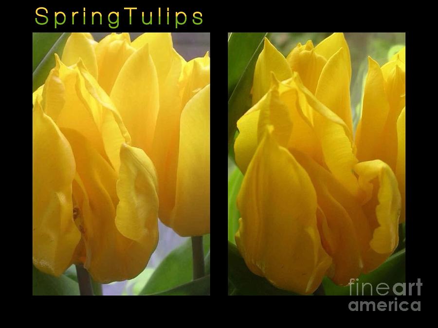Spring Tulips Photograph by Joan-Violet Stretch