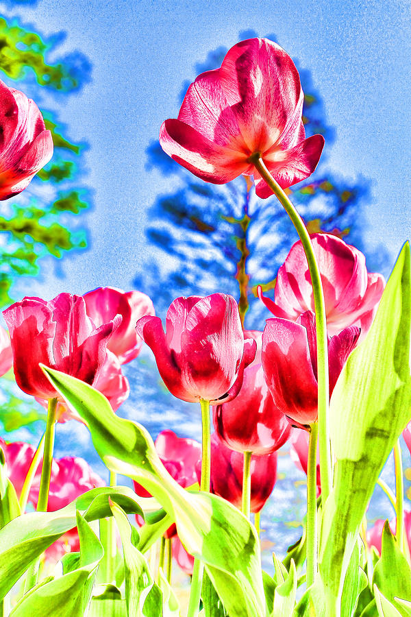 Spring Tulips Photograph by John Freidenberg