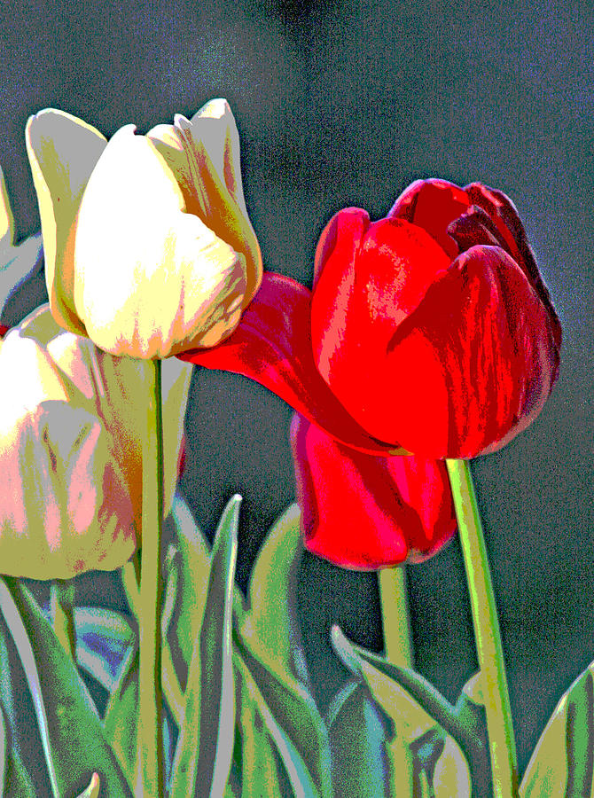 Spring Tulips Photograph by Joseph Coulombe