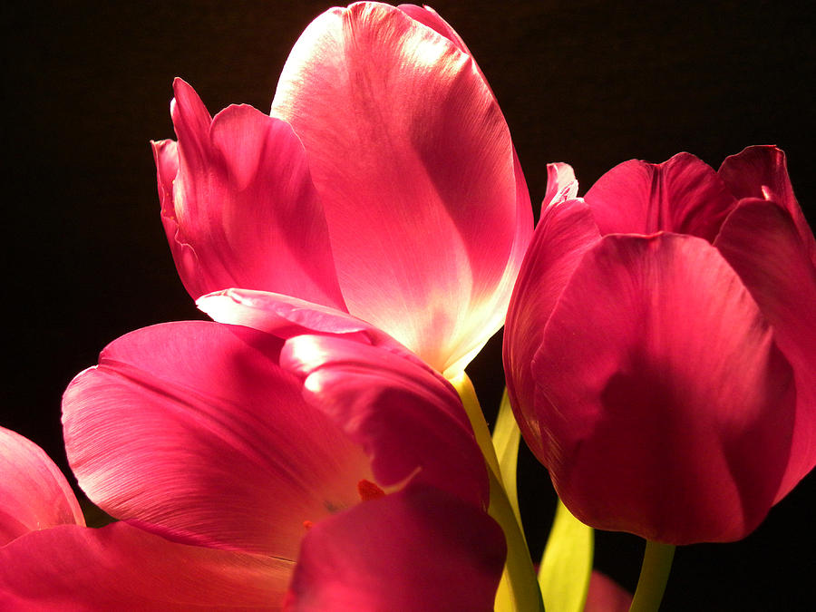 Tulip Photograph - Spring Tulips by Julie Palencia