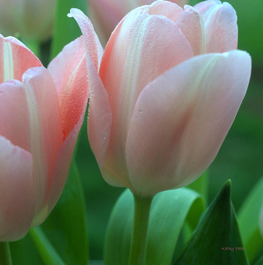 Flower Photograph - Spring Tulips by Kathy Yates