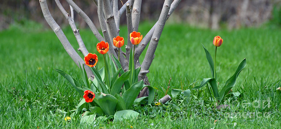 Spring Tulips Photograph by Lila Fisher-Wenzel