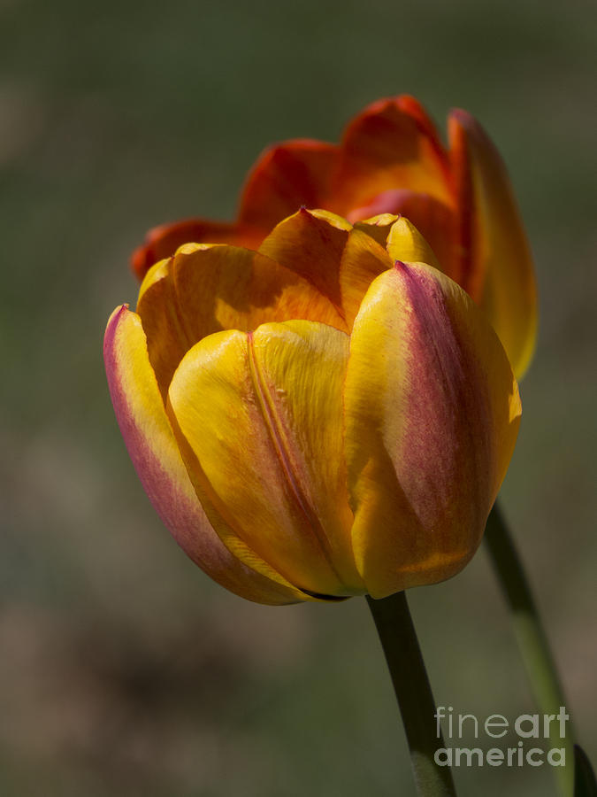 Spring Tulips Photograph by Lili Feinstein