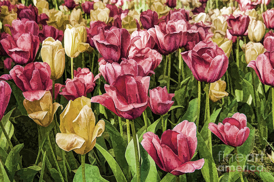 Spring Tulips Photograph by Linda Blair