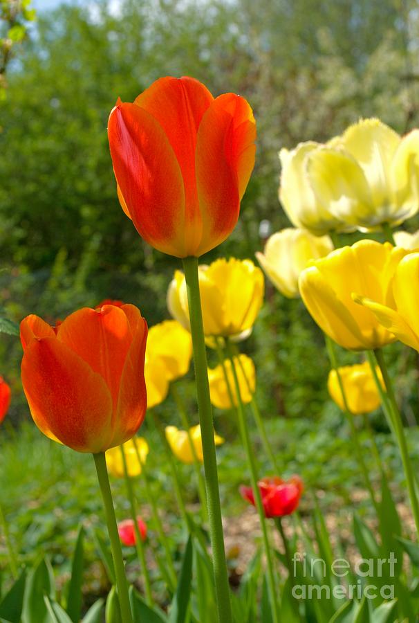 Spring tulips Photograph by Martin Capek