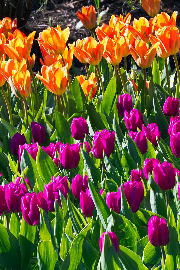 Spring Tulips Photograph by Michael Russell