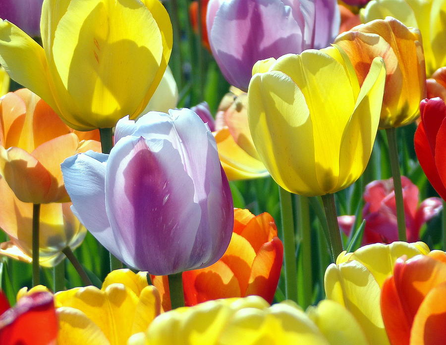 Spring tulips Photograph by Mike Finkelstein - Fine Art America